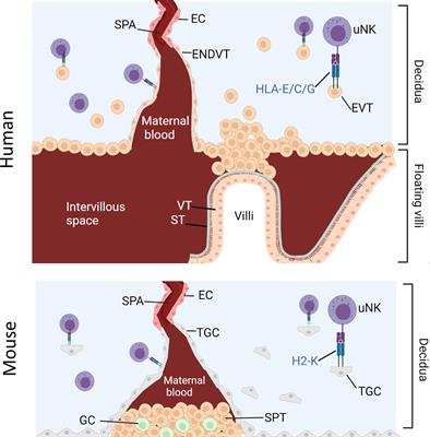 Beyond Maternal Tolerance: Education of Uterine Natural Killer Cells by Maternal MHC Drives Fetal Growth